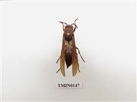 藏品(蜂)的圖片